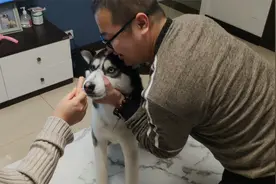 主人捏嘴二哈的狗嘴，拿火腿在它鼻子上蹭，狗狗的反应笑翻众人视频封面
