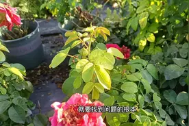 月季叶片发黄不够绿怎么办？只需3个步骤，叶片油绿长势好视频封面
