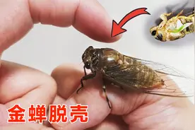 地下生活7年的蝉破土而出，相机记录蜕壳羽化全过程，太震撼了