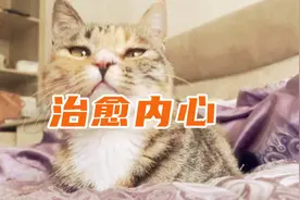 哈吉米哈吉米，谁能拒绝哈吉米！