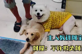 金毛阿宝随地尿尿挨主人教训，狗狗来福拼命护着阿宝，暖哭了视频封面