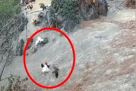 公鸡中的战斗机！老鹰突袭小鸡，公鸡挺身而出与老鹰大战几回合视频封面