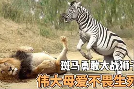 斑马勇敢大战狮子，伟大母爱不畏生死视频封面