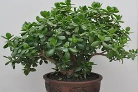 客厅养花首选这“2种花”，养人又旺财，关键越养越“值钱”