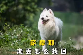 萨摩耶走丢怎么办？4招帮你找回！视频封面