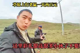 没有工作来草原上打老鼠每天两百元，彩礼太高很多小伙子不要媳妇