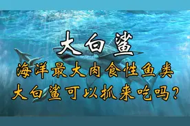 大白鲨：海洋最大的食肉性鱼类，大白鲨可以抓来吃吗？