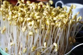 老厨师教我在家发豆芽，方法简单，好吃又健康，学会再不用花钱买
