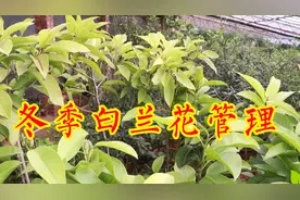 盆栽白兰花的养殖注意事项，做好5方面，花开满盆，花香飘满屋！视频封面