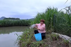 第一次用葡萄钓鱼，不到30秒就中鱼了，效果太牛了