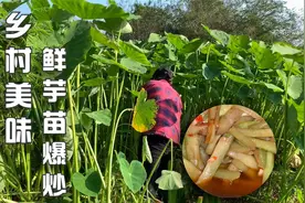 广西特产新鲜芋苗制作全过程，收割扒皮晾晒当天能吃，少人吃过了视频封面