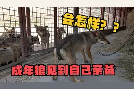 成年狼还认识自己爹吗？见了狼爸两腿发软直哆嗦，扯着大姐跑老远