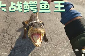 宠物鳄鱼大战野生鳄鱼王，体形相差2倍，能打得过吗视频封面