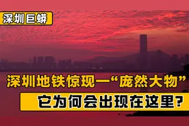 以流浪猫狗为食，不怕雄黄竟怕风油精，深圳惊现5米长巨蟒视频封面