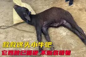小牛突然瘫倒，四肢僵硬，老兽医出手还能救得回来吗？视频封面