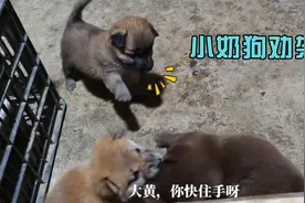 小奶狗劝架把自己给气到了，这两头“犟驴”吃饱了又开始打起来了视频封面