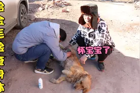 金毛不吃不喝不想动，小亮带它去做检查，结果原来是它怀小宝宝了视频封面