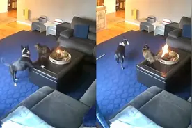 猫狗打闹不慎引火烧身！下一幕看呆：狗狗溜走 猫咪静盯“火尾”视频封面