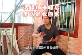 诱蜂桶来蜂多久可以收回家，收回家后如何预防飞逃，小伙给你支招