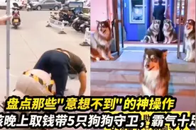 盘点“意想不到”的神操作，女孩晚上取钱5只狗狗守卫，霸气十足视频封面