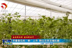 定边县早春香瓜抢“鲜”上市 群众尽享采摘乐趣视频封面