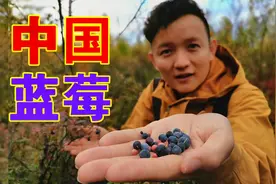 原来中国也有野生蓝莓，酸甜可口，竟然还有红色的视频封面