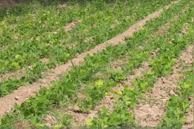花生要想亩产上千斤，4月播种和5月播种哪个好？很多农民做错了视频封面