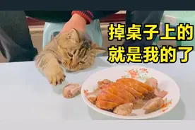 狸花猫：我感觉这个香肠不新鲜，不信我给你尝尝！