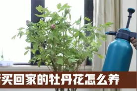 园艺师教你，新买回家的牡丹花怎么养视频封面
