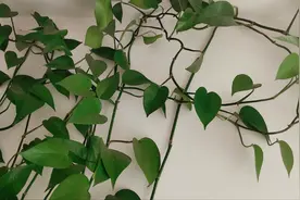 入了绿萝“爬墙神器”，胶带靠边站，真心好用视频封面