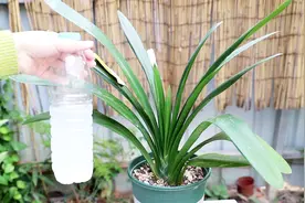 2种“水”养君子兰，30天浇1次，长成“大蒲扇”，花大色艳视频封面
