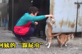 流浪猫难产幸得阿姨救助，从此成为阿姨小跟班，每天形影不离视频封面