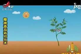 千禧番茄植株顶部，易横向生长，因而每3到4天要人工绕蔓1次视频封面