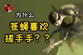 它们比人还爱干净！为什么苍蝇休息的时候，喜欢一直搓搓手？？？