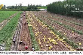 亩产破万斤！高唐红薯喜获丰收，科技助力铺就致富路，农民乐开花视频封面