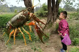 故事：3岁小孩救了千年龙虾精，龙虾精为报恩，送小孩一盏神灯视频封面