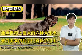 盘点世界上最大的六种大型犬，暴力美学的代表！终极护卫犬