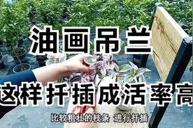 “油画吊兰”修剪后“这样扦插”成活率高，你试试视频封面