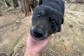 测试狗子的记忆力，两个月没见它还认识我吗？