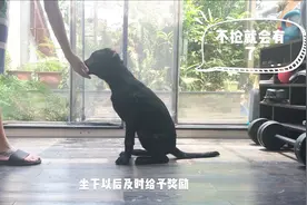 狗狗不听话千万别打，宠物训练师教你几个妙招，特管用！