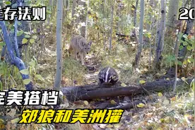 完美搭档：为了狩猎地鼠，美洲獾和郊狼合作，跨越物种的生存伙伴