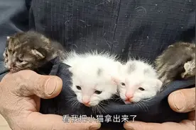 小猫吃奶时被老人一个个拿走，看猫妈妈是啥反应，真是一孕傻三年视频封面