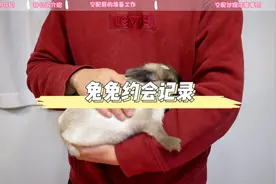 极品侏儒兔交配记录和解说视频封面