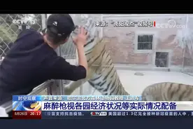 3天2起老虎咬死饲养员 猛兽伤人缘何频发？景区是否应配备麻醉枪视频封面