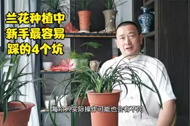 阳台种植兰花，新手最容易踩的4个坑，常导致僵苗、弱根、难开花视频封面