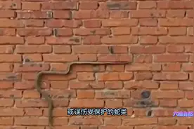 大蟒蛇爬上住宅10楼晒太阳，是爬树再爬管道，蛇能爬十几层楼？视频封面