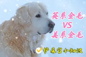 作为家庭首选陪伴犬的金毛，应该选英系还是美系视频封面