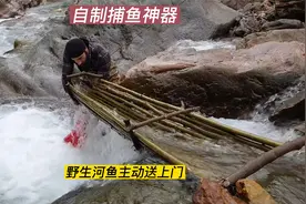 用树枝自制一个捕鱼神器，放在湍急的河流里， 捕获野生河鱼视频封面