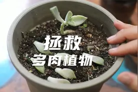 养死的多肉植物不要扔，园艺师教你救活它，包括修剪换盆繁殖技巧视频封面