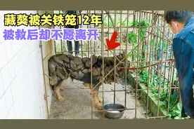 藏獒因咬了一个人，就被主人关了12年，被救出时，居然不肯离开！视频封面